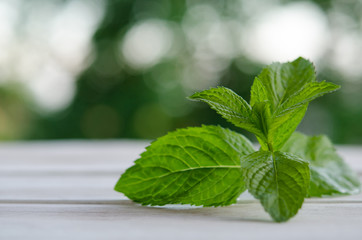 Fresh green mint on white wooden table