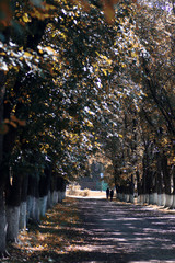 park alley trees