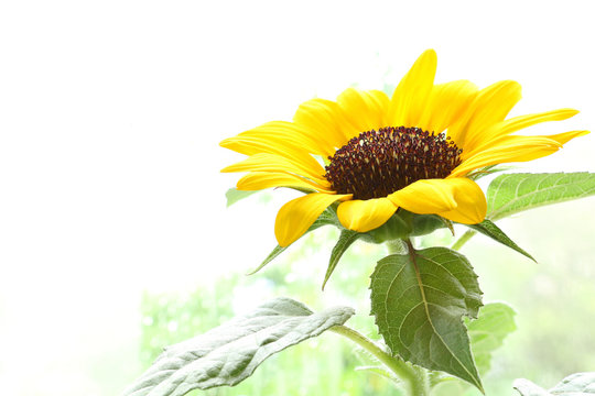 sunflower and blurry soft background