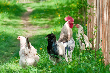 Hens and rooster