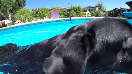Black dog that swims in the pool.