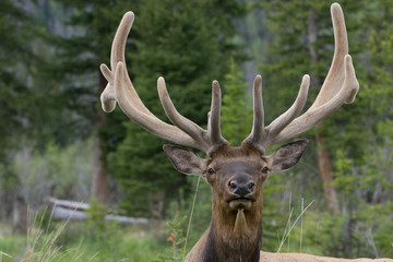 Obraz premium Bull Elk In Rocky Mountain National Park