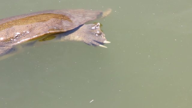 水中を泳ぐスッポン