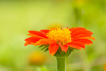 Mexican sunflower