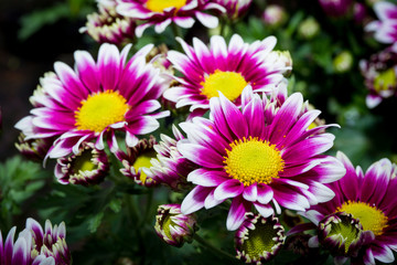 Beautiful flowers garden close up background.