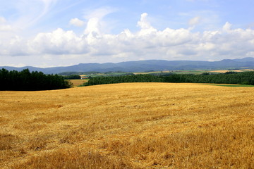 Harvest of winter wheats scenery of Biei, Hokkaido