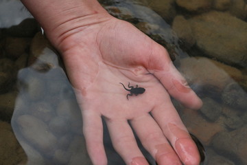 головастик