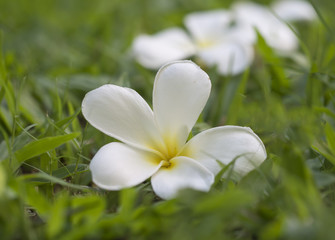 Frangipani Plumeria flowers border Design on the grass, select focus
