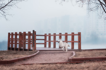 Portrait of a close-up dog Siberian Husky © brusnikaphoto
