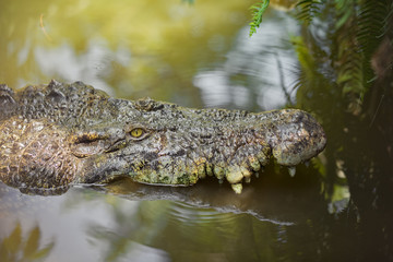 Crocodile in the water
