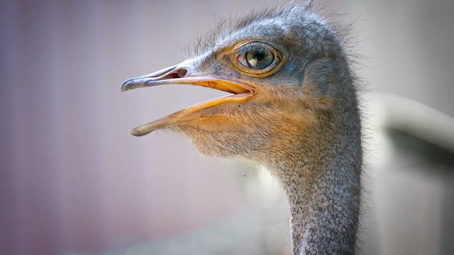 Video 1080p - Extreme zoom shot of an ostrich's head and upper neck with its mouth wide open, reveals sharp detail of the beak and eyes.