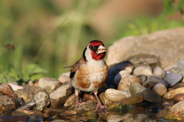 bird drinks the water