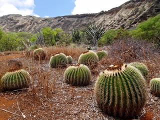 Catus in botanical garden. Koko Crater Botatical Garden, Honolulu, Hawaii. 