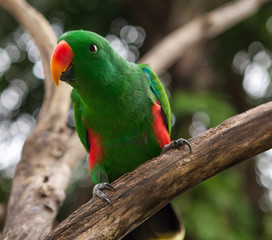 Beautiful Green Parrot
