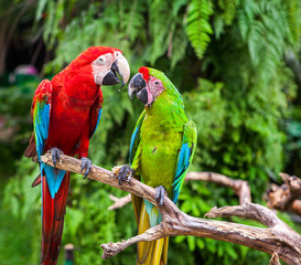 Two parrots telling secrets