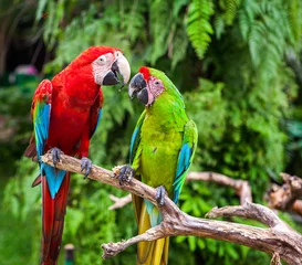 Fotobehang Two parrots telling secrets © redchanka