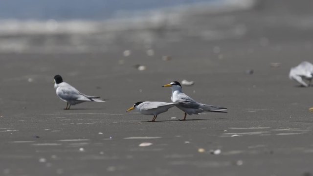 交尾するコアジサシ(Little tern)