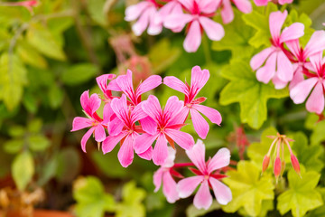 Pink geranium  flowers