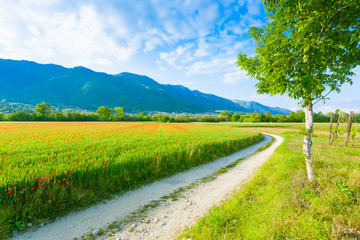 Dirt road trough italian countryside