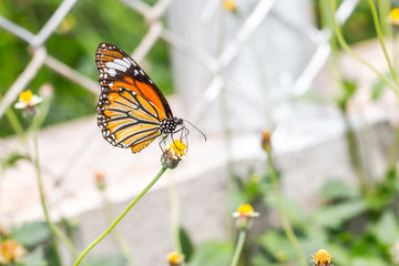 beautiful butterfly on flower grass