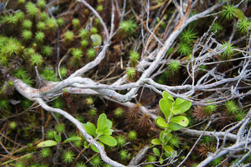 Dry white branch on the ground forest