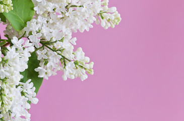 Fototapeta na wymiar Flowers white lilac