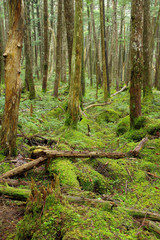 Obraz premium 苔の森