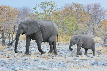 Fototapeta na wymiar Afrikanische Elefanten (Loxodonta africana) im Etosha Nationalpark