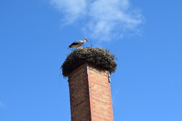 Storch