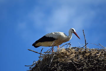 Storch