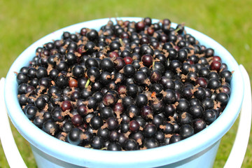 
Black currants in a bucket on a green grass