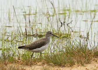 Green sandpiper (Tringa ochropus) at the lake, Kalmykia, Russia