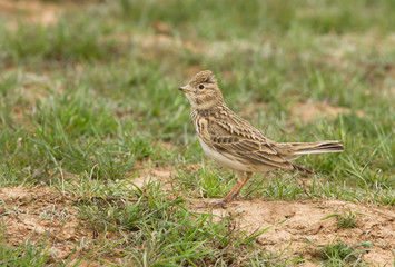 Lesser short-toed lark (Alaudala rufescens) in the field, Kalmykia, Russia