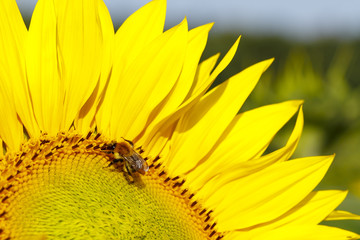 Biene auf Sonnenblume