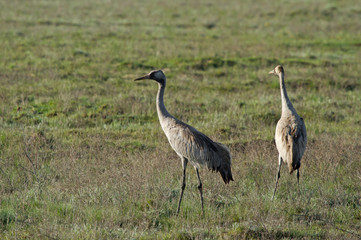 Common cranes (Grus grus) in the field, Kalmykia, Russia