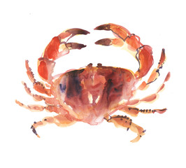 big crab isolated on white background. watercolor hand drawn ill
