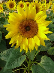 Obraz premium Sonnenblumen