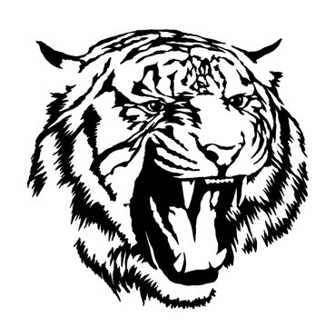 black and white ink draw tiger illustration