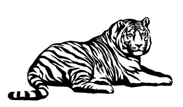 black and white ink draw tiger illustration