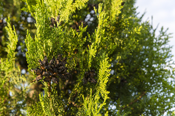 Arborvitae leaves with dry fruiting bodies