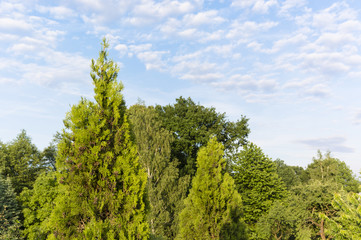Arborvitae leaves with dry fruiting bodies