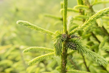 diseased section on spruces, pest infestation