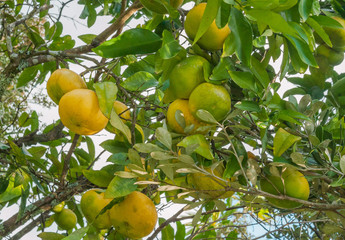 ripe grapefruit on a tree
