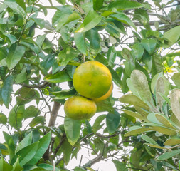 ripe grapefruit on a tree
