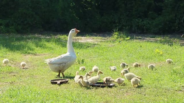 young goslings with their goose on the grass in the village
