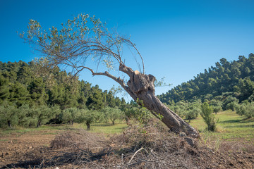 Leaning Olive Tree