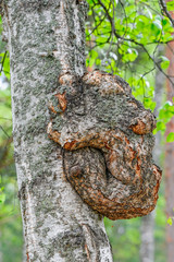 Growth on a birch tree trunk