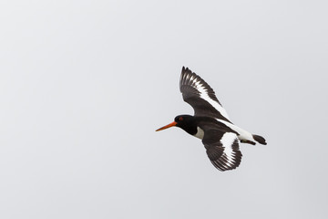 Austernfischer im Flug (Haematopus ostralegus)