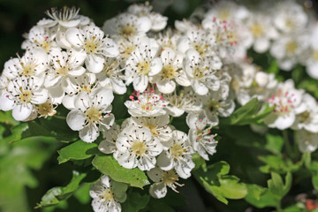 Hawthorn flowers