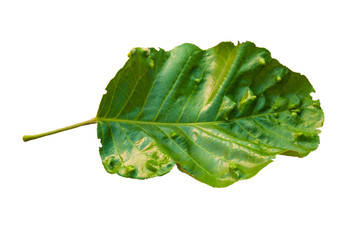 Diseased leaf isolated on white background